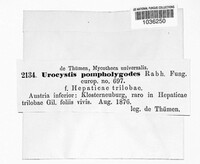 Urocystis anemones image
